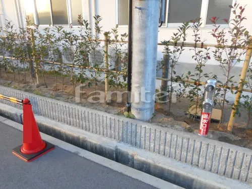 豊中市 リフォーム庭園工事 生垣 レッドロビン 常緑低木 植栽 シンボルツリー シマトネリコ 常緑樹 植栽