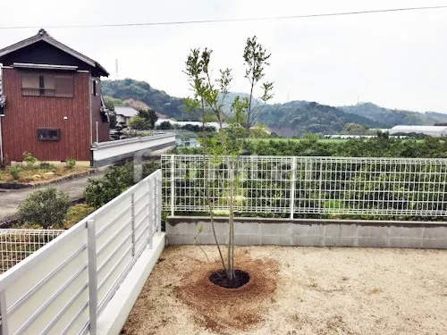 日高郡日高川町 シンボルツリー シマトネリコ 常緑樹 植栽