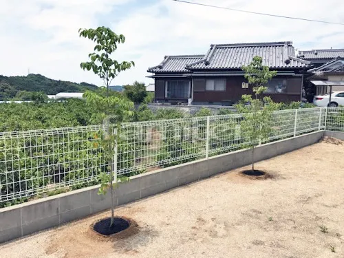 日高郡日高川町 シンボルツリー ハナミズキ(白) 落葉樹 植栽