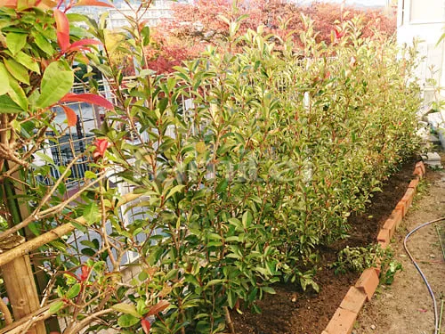 西宮市 植栽工事 生垣 レッドロビン 常緑低木 植栽