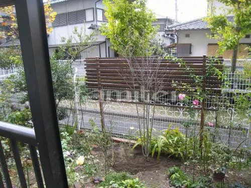 大津市　シンボルツリー ヤマボウシ 落葉樹 植栽