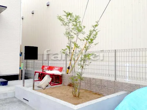 栗東市 シンボルツリー シマトネリコ 常緑樹 植栽