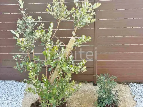 東近江市 新築ベーシック オープン外構