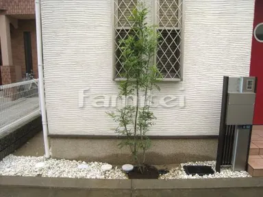 施工例 植栽　常緑シマトネリコ