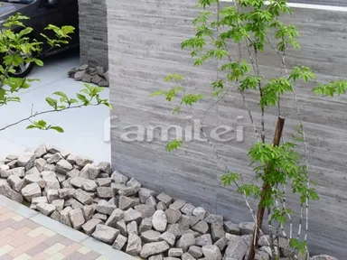 シンボルツリー アオダモ 落葉樹 植栽 ゴロタ石 OnlyOneオンリー シンボルツリー アオダモ 落葉樹 植栽 ゴロタ石 OnlyOneオンリー