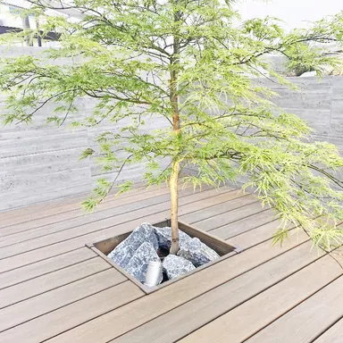 イロハモミジの特徴とは?魅力と育て方のコツ