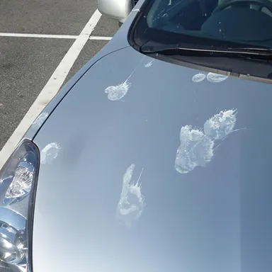 車の鳥フンは放置NG！塗装を傷つけない落とし方とシミ・再発対策