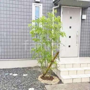 人気のシマトネリコについて★気になる疑問にお答えします！