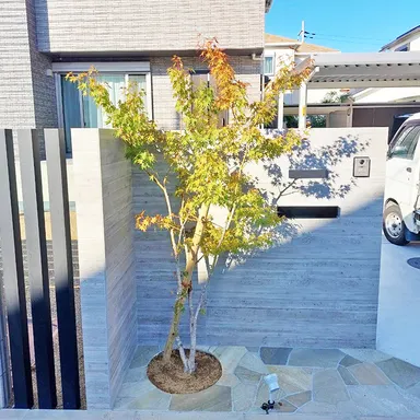 【施工例】紅葉を植える場所はどこにする？お庭、門柱前、境界・・・