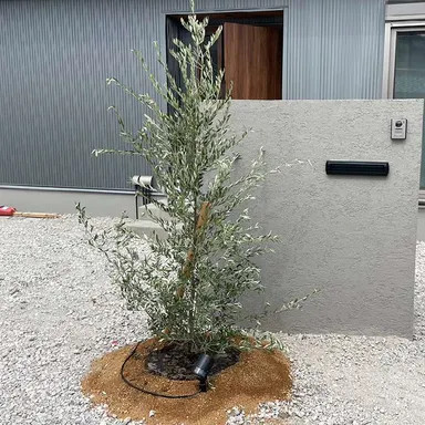 人気再燃！オリーブのおしゃれな施工例☆ロックガーデンにもぴったり！