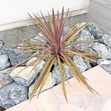 これひとつでおしゃれになるコルジリネ!モダン門柱にもぴったり♪♪