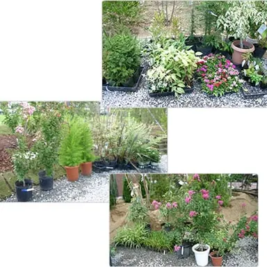 奈良展示場 植木市開催中!