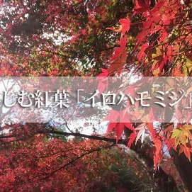 お家でも紅葉狩りが楽しめる！？