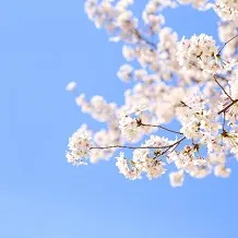 クリナップ 木製キャビキッチン「さくら」