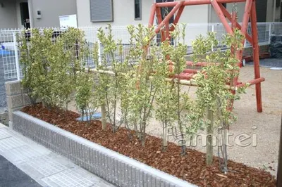 生垣　植栽:斑入りマサキ DIY木製ブランコプレゼント