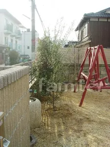 シマトネリコ(常緑樹)