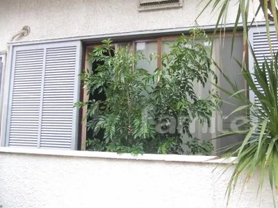 目隠し植栽　シマトネリコ(常緑樹)