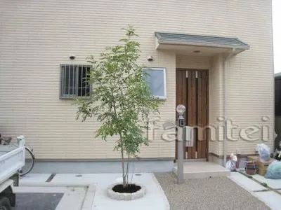 シンボルツリー　シマトネリコ(常緑樹)