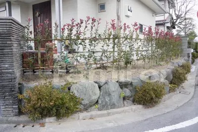 生垣　常緑レッドロビン