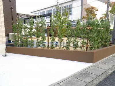 生垣 ギンマサキ 目隠し