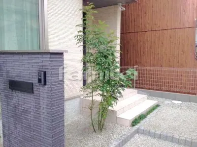 シンボルツリー シマトネリコ 常緑樹 植栽