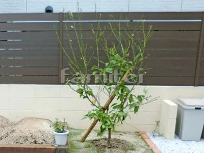 シンボルツリー レモン 常緑樹 植栽