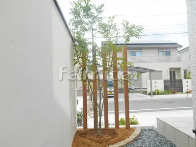 シンボルツリー シマトネリコ 常緑樹 植栽