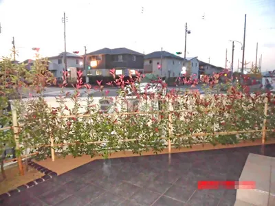 生垣 レッドロビン 常緑低木 植栽