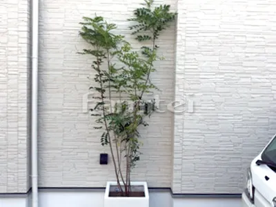 シンボルツリー シマトネリコ 常緑樹 植栽