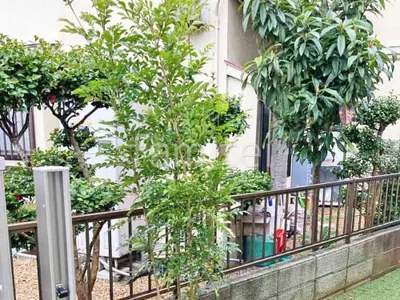 シンボルツリー シマトネリコ 常緑樹 植栽