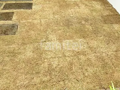 芝生張り