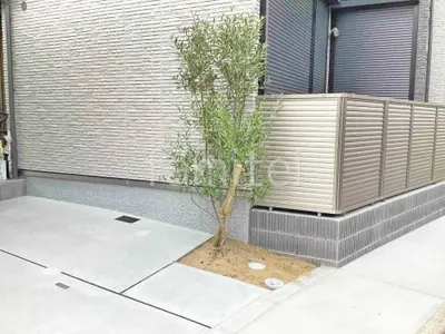 シンボルツリー オリーブ 常緑樹 植栽