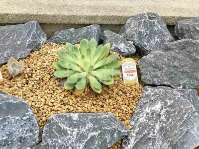下草 植栽