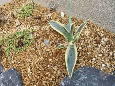 下草 植栽