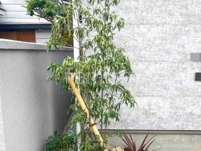 シンボルツリー   ホンコンエンシス 