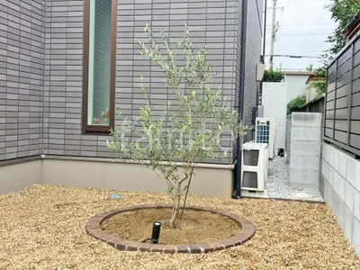 シンボルツリー オリーブ 常緑樹 植栽