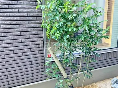 シンボルツリー シマトネリコ