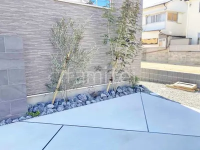 シンボルツリー シマトネリコ オリーブ