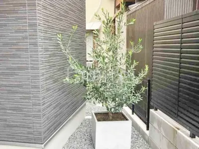 既存オリーブ移設