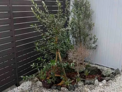 植栽 シンボルツリー オリーブ フェイジョア 低木 ドウダンツツジ