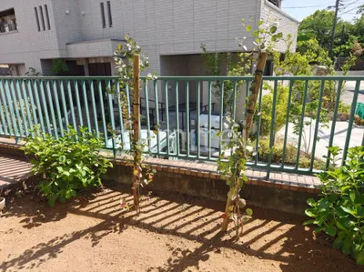 植栽 低木 シンボルツリー ユーカリポポラス