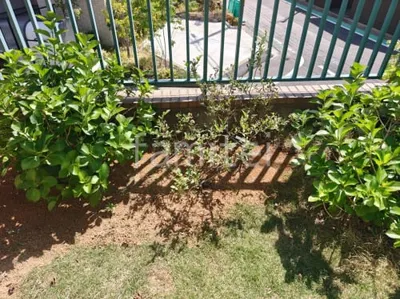 植栽 低木
