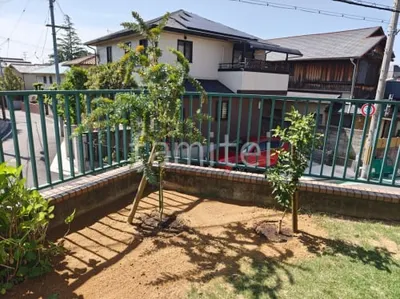 植栽 低木 シンボルツリー ミモザ