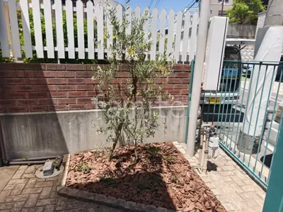 植栽 シンボルツリー オリーブ バークチップ