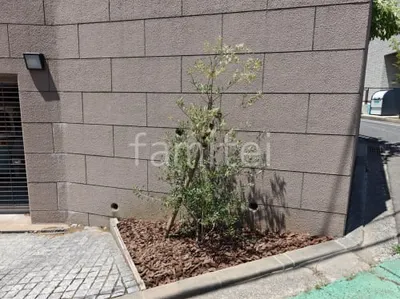 植栽 シンボルツリー オリーブ バークチップ