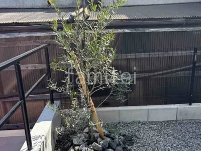 植栽 シンボルツリー ハイノキ ロックガーデン 割栗石 