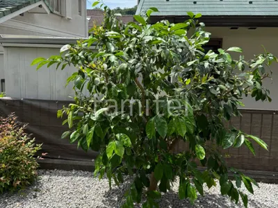 植栽 葉刈り剪定