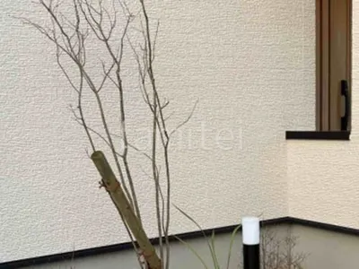シンボルツリー アオダモ 落葉樹 植栽