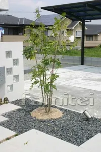 シンボルツリー:シマトネリコ