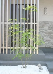 シンボルツリー:シマトネリコ常緑樹